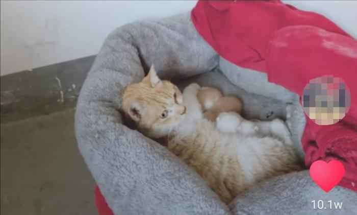 视频截图  武汉百步亭这家“月子中心”火了 网友:太暖心!