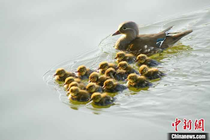 西湖鸳鸯 老潘 摄  女子三次抓西湖小鸳鸯 网友:抓鸳鸯一辈子单身
