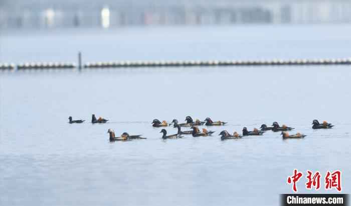 西湖鸳鸯 黄曙林 摄  女子三次抓西湖小鸳鸯 网友:抓鸳鸯一辈子单身