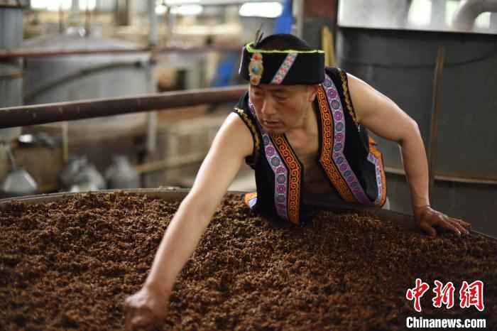 羌族大叔酿酒。受访者供图  汶川羌族小伙返乡创业记:经历过从无到有的人,更容易站起来